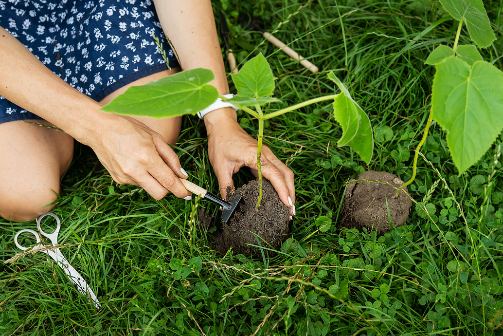 The process of planting paulownia, the root system in the hands of the gardener. Young green paulownia tree, breeding flowering trees by a gardener.